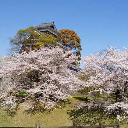ぼっしー