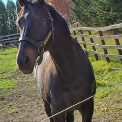 函館サイン馬券師