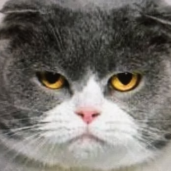 kuma