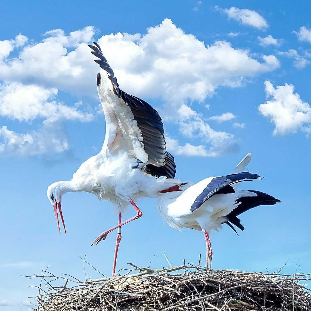 みのりのきろく