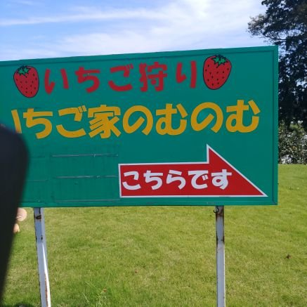 打木望