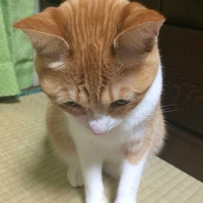 モッモッチ
