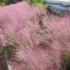 ノリちゃんマダムのトーク