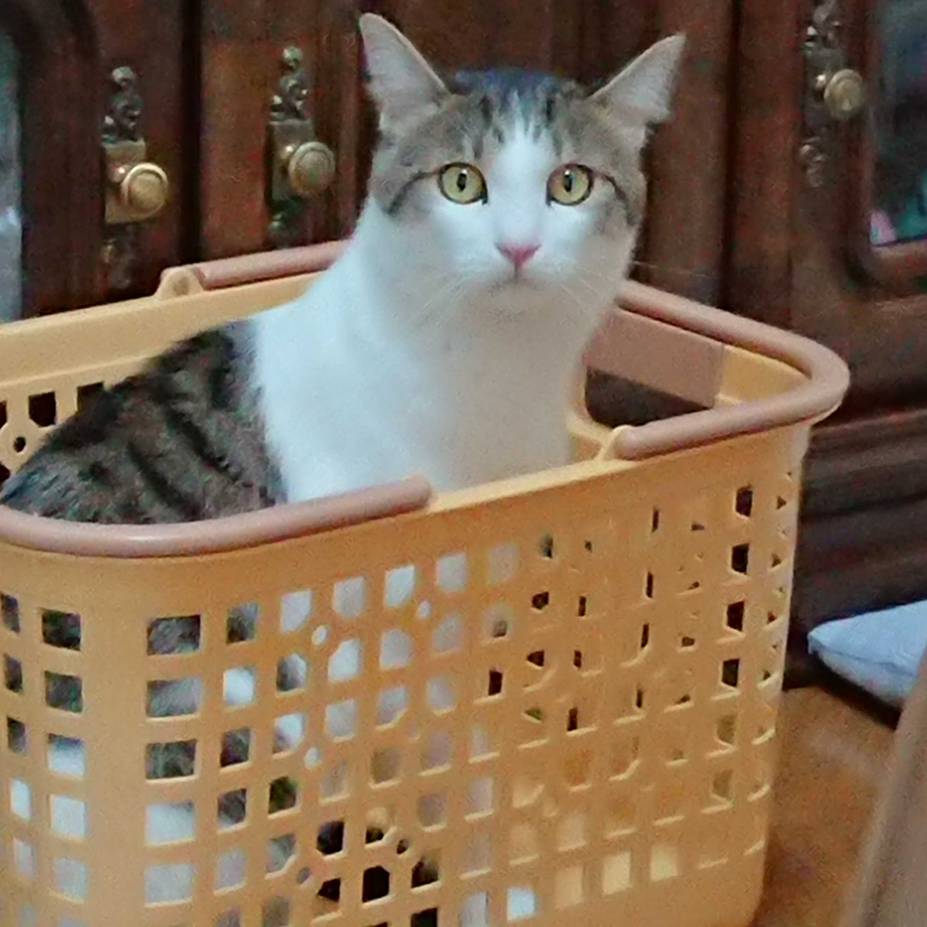 にゃお
