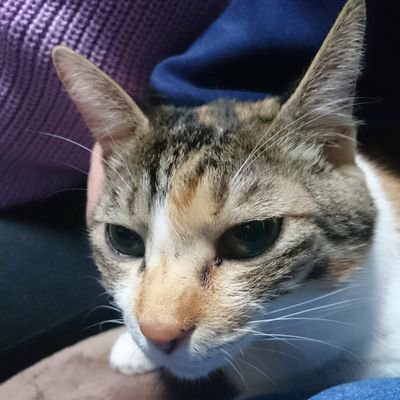 ポニョ吉