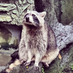 シマリス🐿️のトーク