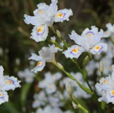 恵@山の神ﾐﾅﾗｲ