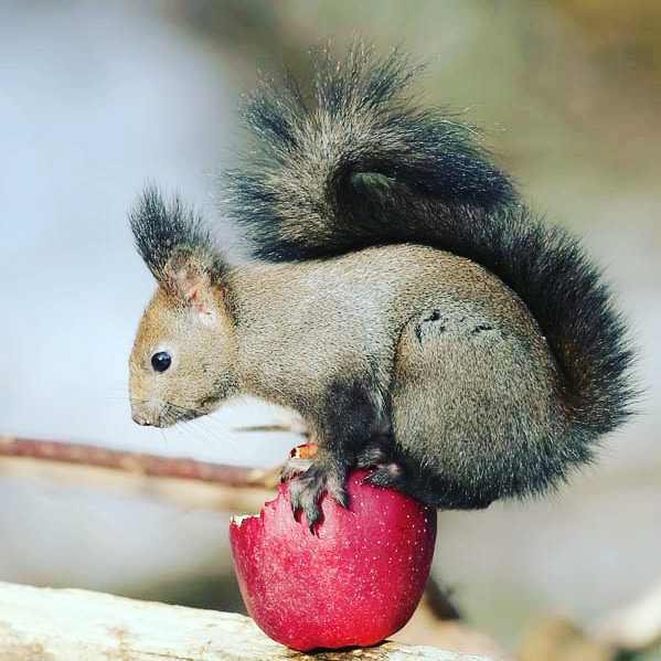 エゾリス🍎🐿️