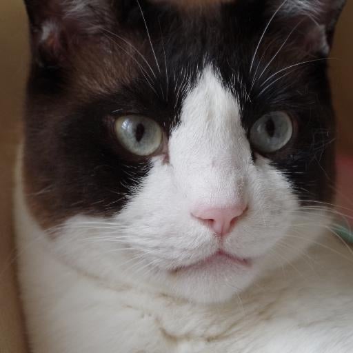 パンダ♡ねこのトーク