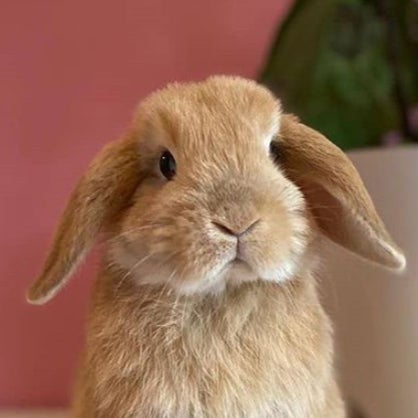 はい🙋🏻‍♀️