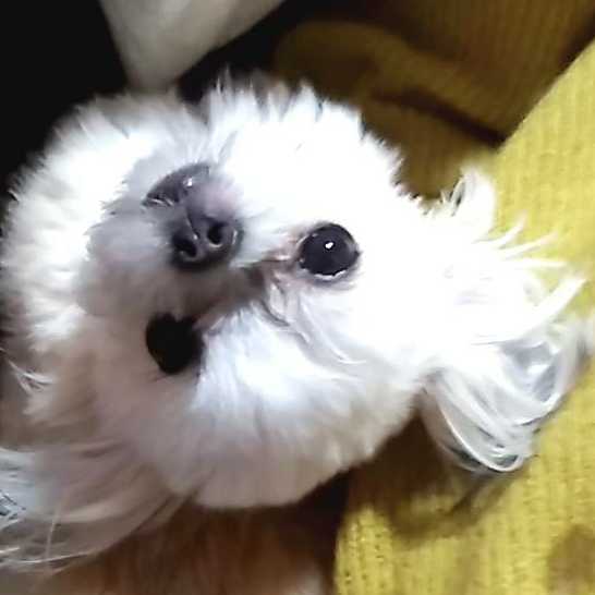 🍊みかんいちご🍓のトーク