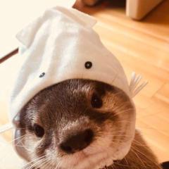 コウセツヒのトーク