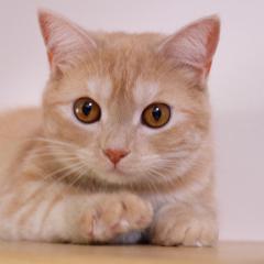 柚子胡椒のトーク