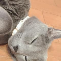 さかっきー@れなち坂◢⁴⁶