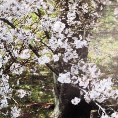 ヨシパパ