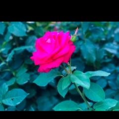 バラバラの薔薇