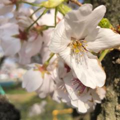 桜のトーク