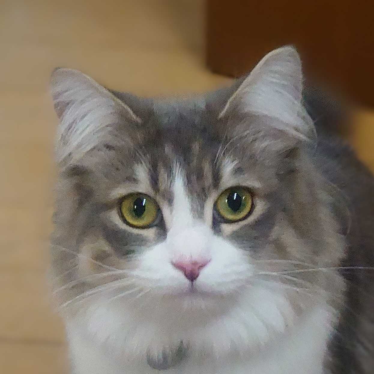 まゆき