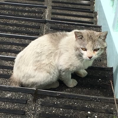 はやま