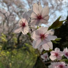 あおい