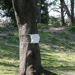 クロムクラスター