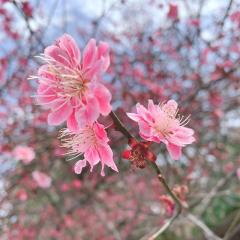 サクラ。