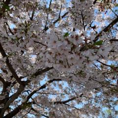 世の中ナナメに見ていきたい