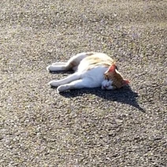 はやと