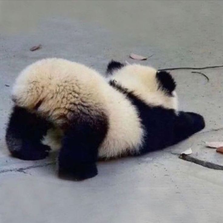 あらら