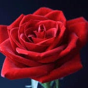 危機管理対策室