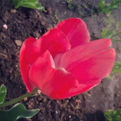 スーパー行くついでにね🌷