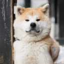 サイトウ犬吉