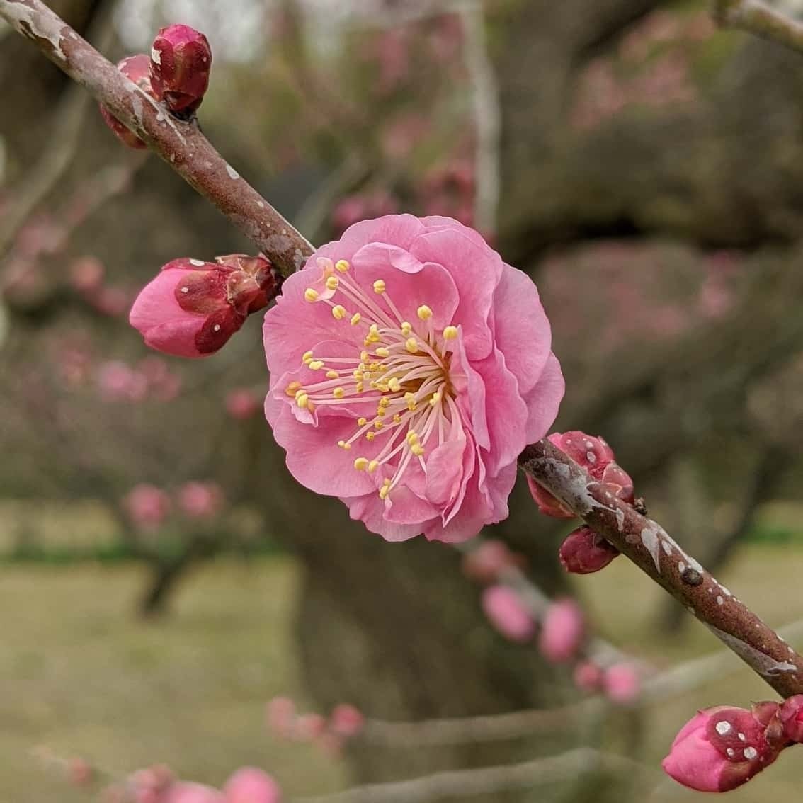 カトキチのトーク