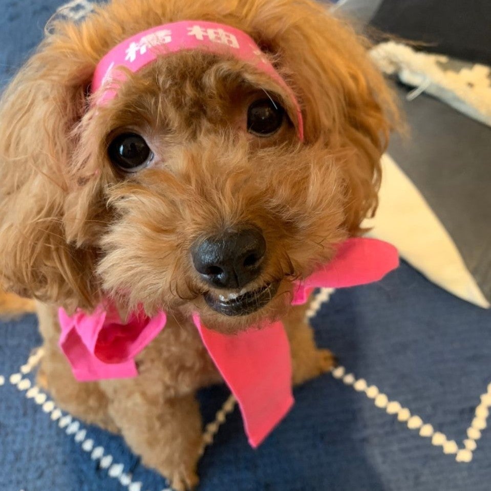 #⃣ゆずちゃんめーる💌返信用✏️