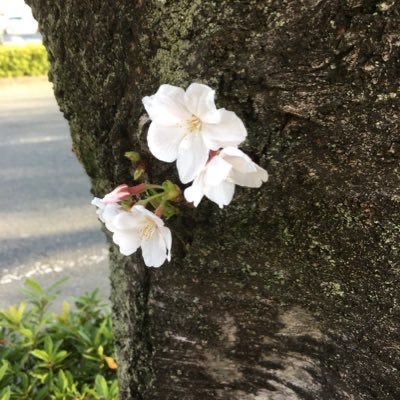 ジュノ電時波少女隊応援団長