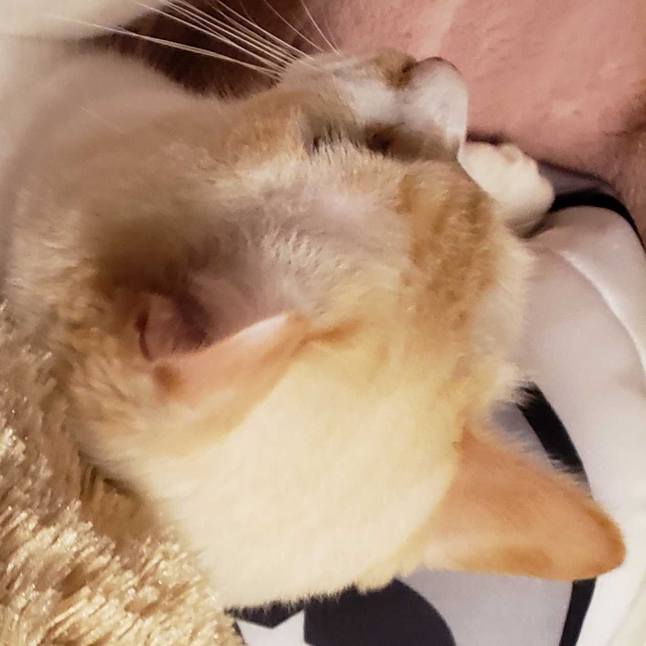 普段はあき あだ名はあっちゃん呼ばれてる