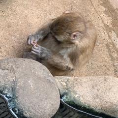 ちょり