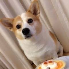いおり