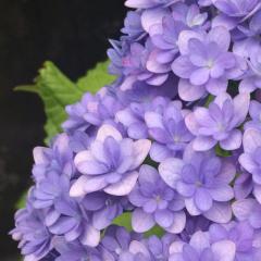 しーころ( ◠‿◠ )