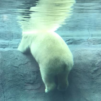 いちがつよっかうまれ