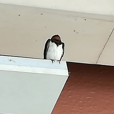 名前はまだ無い