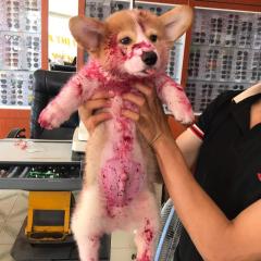 ピチャピチャ号