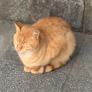 あでのしん三輪車のトーク