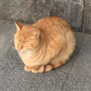 あでのしん三輪車