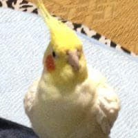 ランドセル＠お兄ちゃん