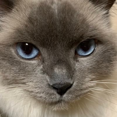 にゃ〜こ🐱のトーク