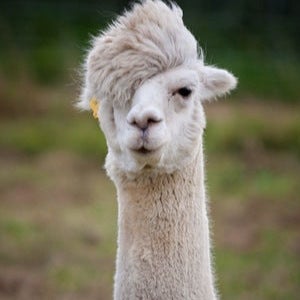 パカパカの部屋