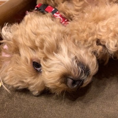 うまはだれでも