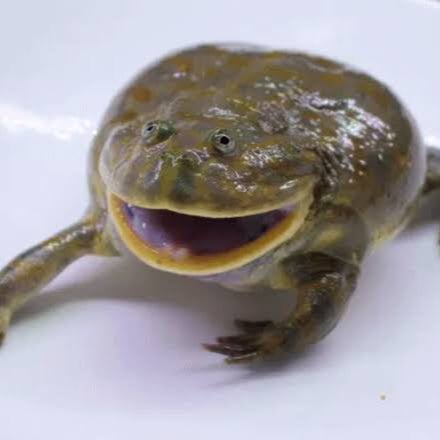 ばじぇっと