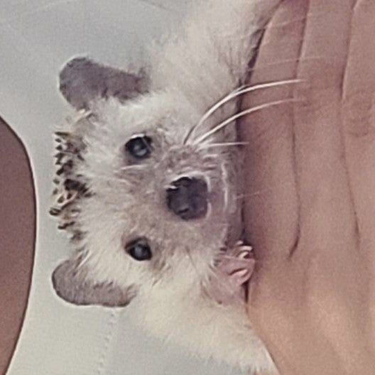 ぽっひー！